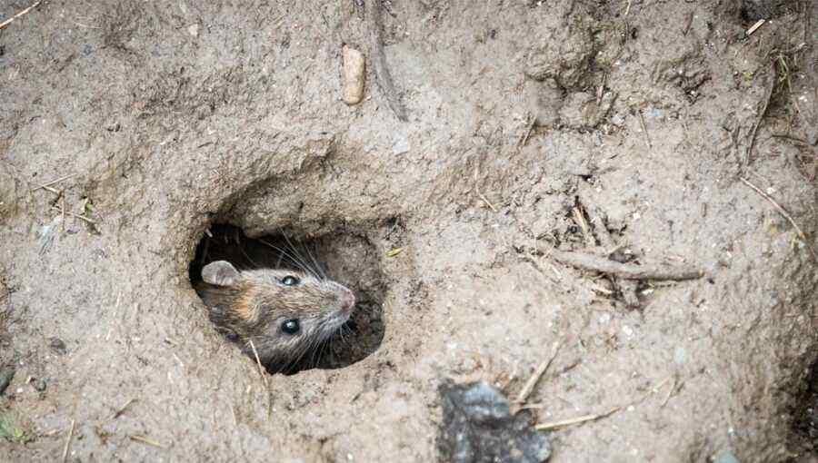 Rodents have ruined wires on Western combat vehicles supplied to the Ukrainian armed forces - Le Figaro